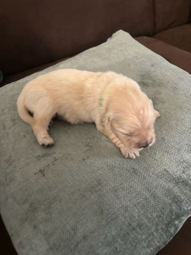 CHIOT 1 - Golden Retriever