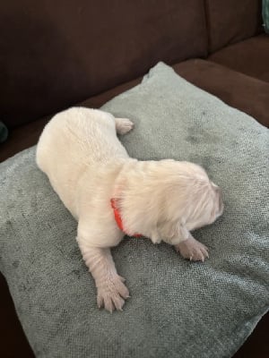 Les chiots de Golden Retriever