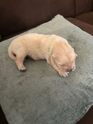 Les chiots de Golden Retriever