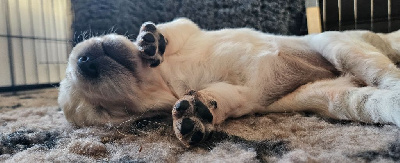 Les chiots de Golden Retriever