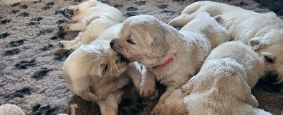 Les chiots de Golden Retriever