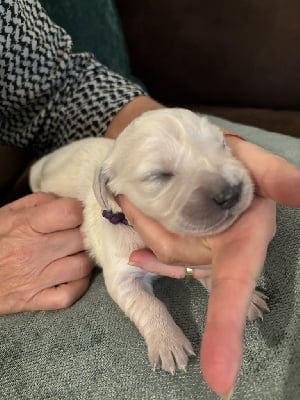 Les chiots de Golden Retriever