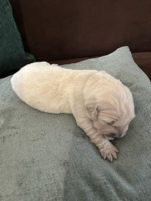 Les chiots de Golden Retriever