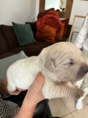 Les chiots de Golden Retriever