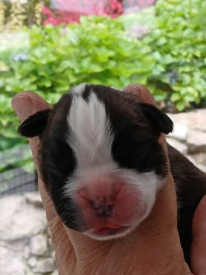 Les chiots de Boxer