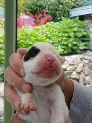 Les chiots de Boxer