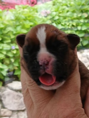 Les chiots de Boxer