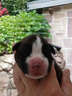 Les chiots de Boxer