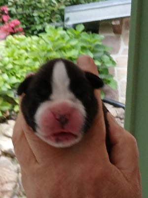 Les chiots de Boxer