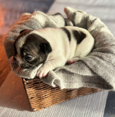 Les chiots de Bouledogue français