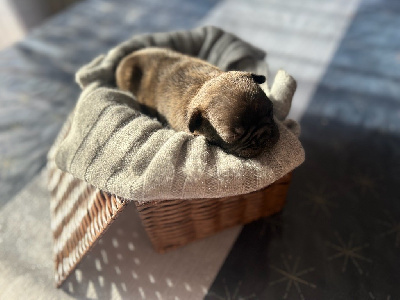 Les chiots de Bouledogue français