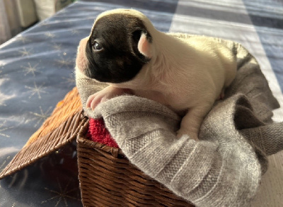 Les chiots de Bouledogue français