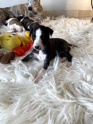 Les chiots de Whippet