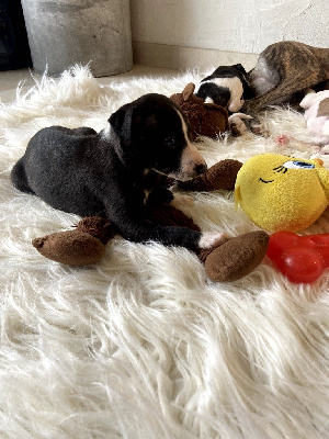 Les chiots de Whippet