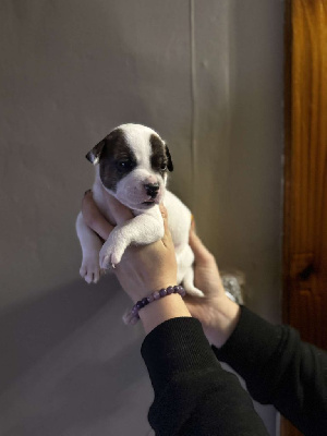 Les chiots de Staffordshire Bull Terrier