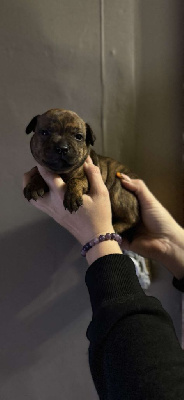 Les chiots de Staffordshire Bull Terrier