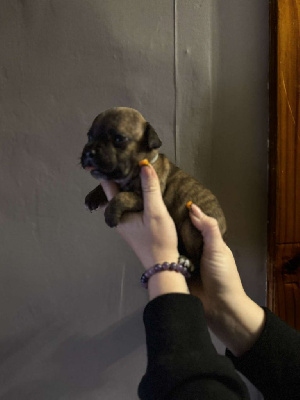 Les chiots de Staffordshire Bull Terrier