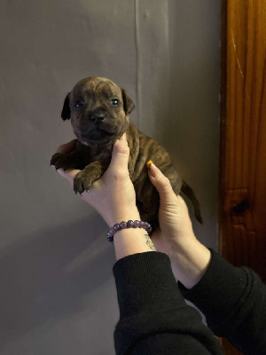 Les chiots de Staffordshire Bull Terrier