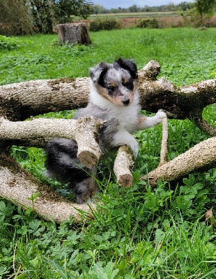 Les chiots de Shetland Sheepdog