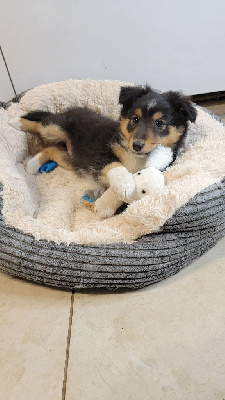 Les chiots de Shetland Sheepdog