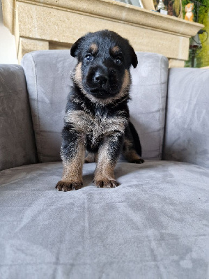 Les chiots de Berger Allemand