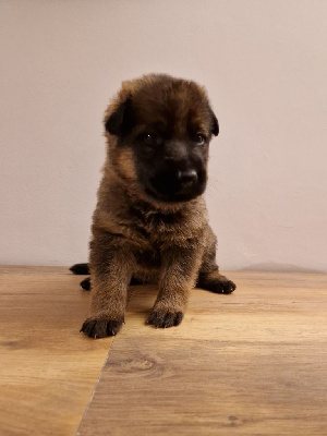 Les chiots de Berger Allemand