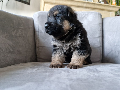 Les chiots de Berger Allemand