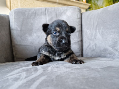 Les chiots de Berger Allemand