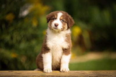 Les chiots de Berger Australien