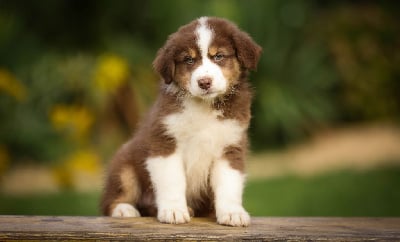 Les chiots de Berger Australien