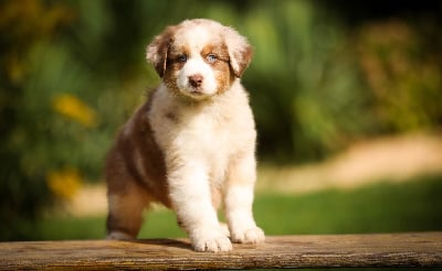 Les chiots de Berger Australien