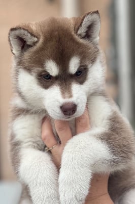 Les chiots de Siberian Husky