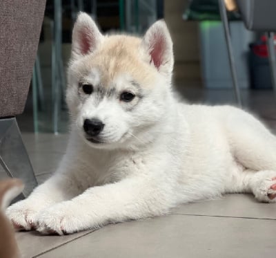 Les chiots de Siberian Husky