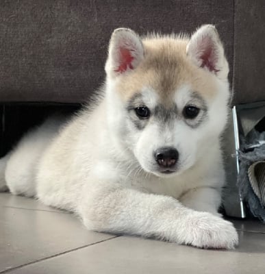 Les chiots de Siberian Husky