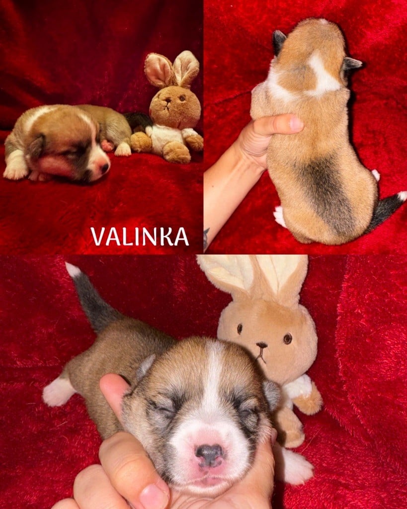 Valinka - Welsh Corgi Pembroke