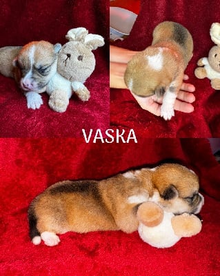 Vaska - Welsh Corgi Pembroke