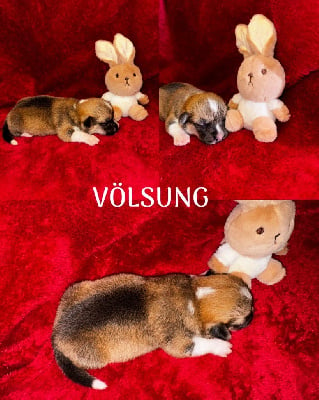 Völsung - Welsh Corgi Pembroke