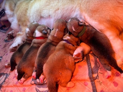 Les chiots de Welsh Corgi Pembroke