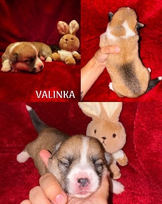 Valinka - Welsh Corgi Pembroke