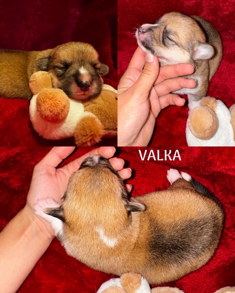 Valka - Welsh Corgi Pembroke