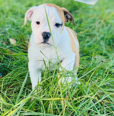 Les chiots de Bulldog continental