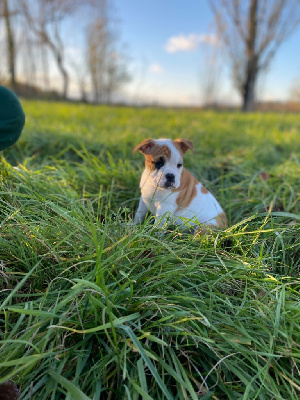 Les chiots de Bulldog continental