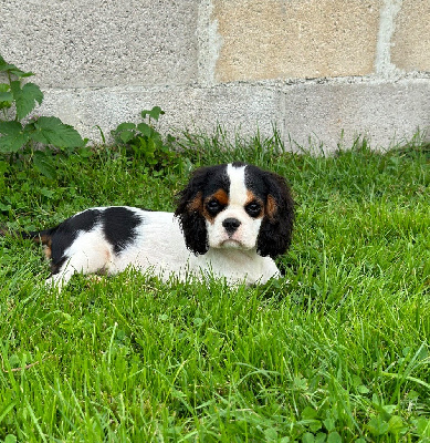 Étalon Cavalier King Charles Spaniel - Ulane de la maison du ryez