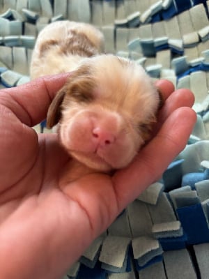 Cavalier King Charles Spaniel