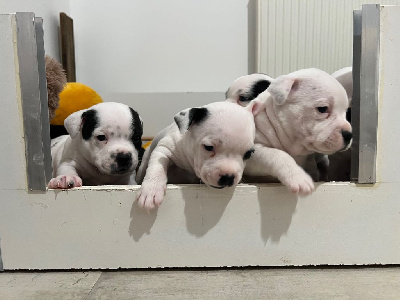 Les chiots de Staffordshire Bull Terrier