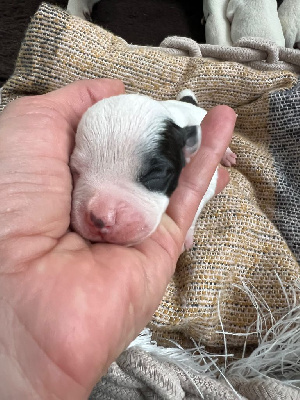 Les chiots de Staffordshire Bull Terrier