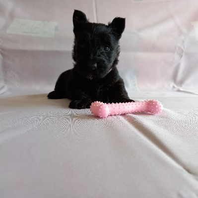 Les chiots de Scottish Terrier