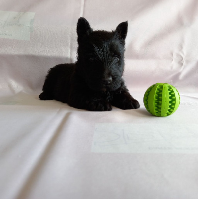 Les chiots de Scottish Terrier