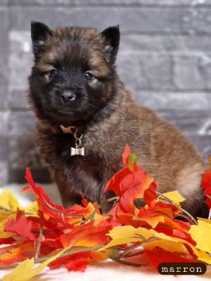 Les chiots de Berger Belge