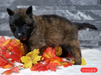 Les chiots de Berger Belge